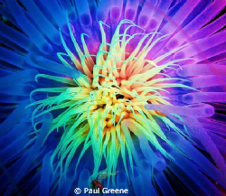 Anemone close to Vietnamese Wreck, Pulau Perhentian, Mala... by Paul Greene 
